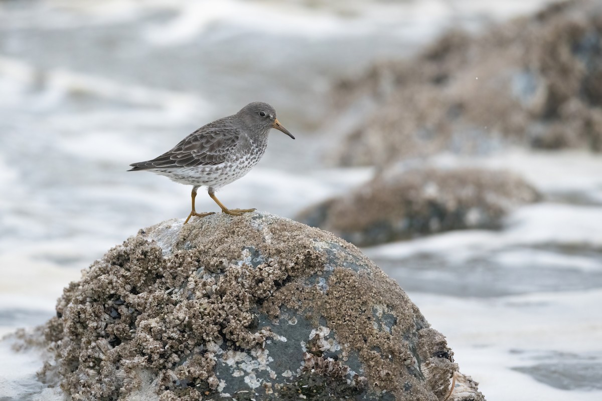 Rock Sandpiper - ML398856271