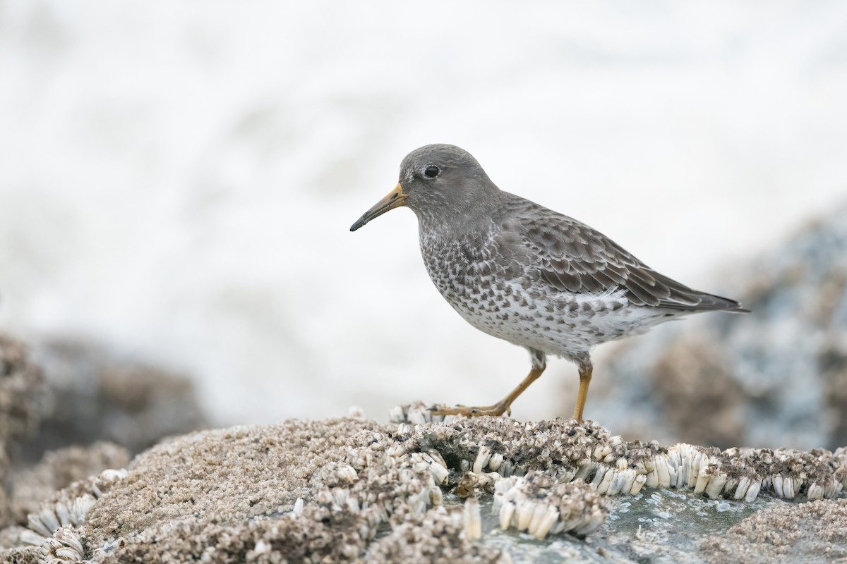 Rock Sandpiper - ML398856311