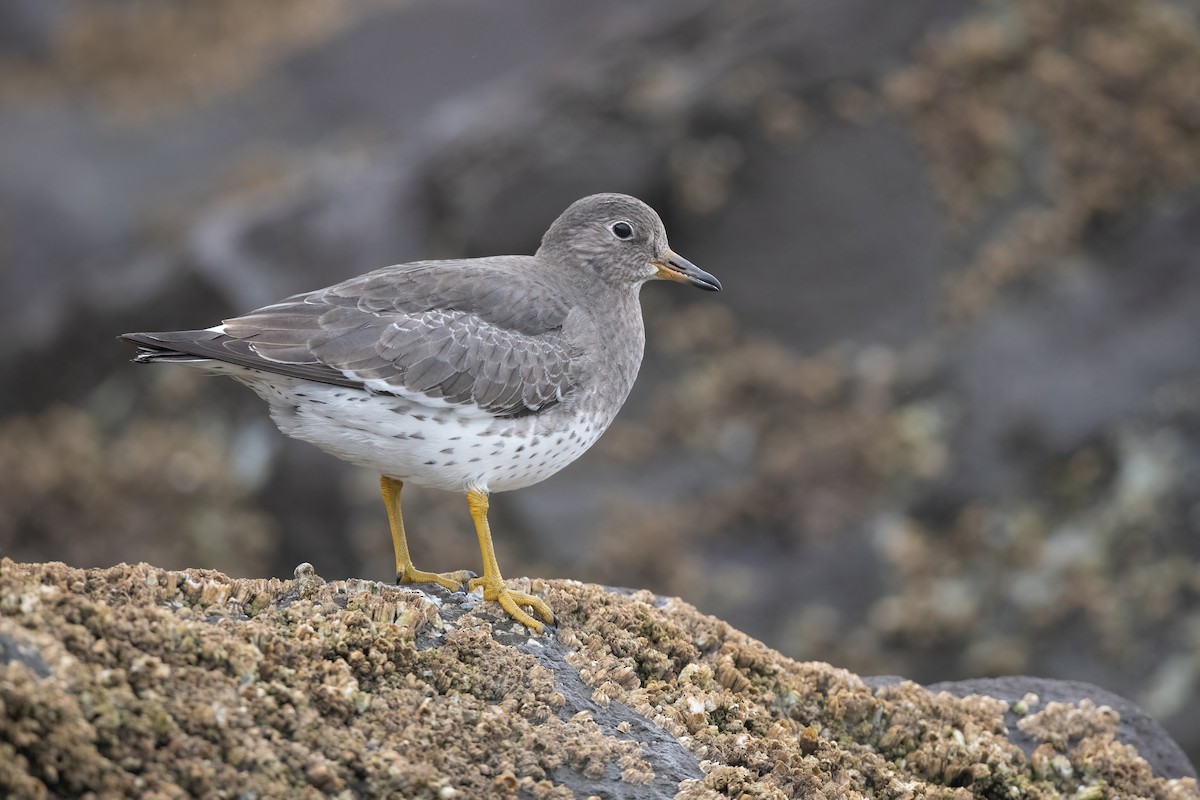 Surfbird - ML398856341