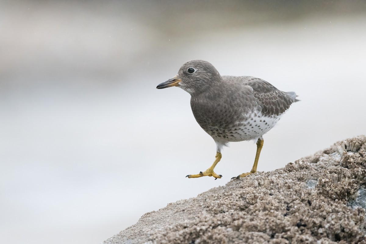 Surfbird - ML398856391