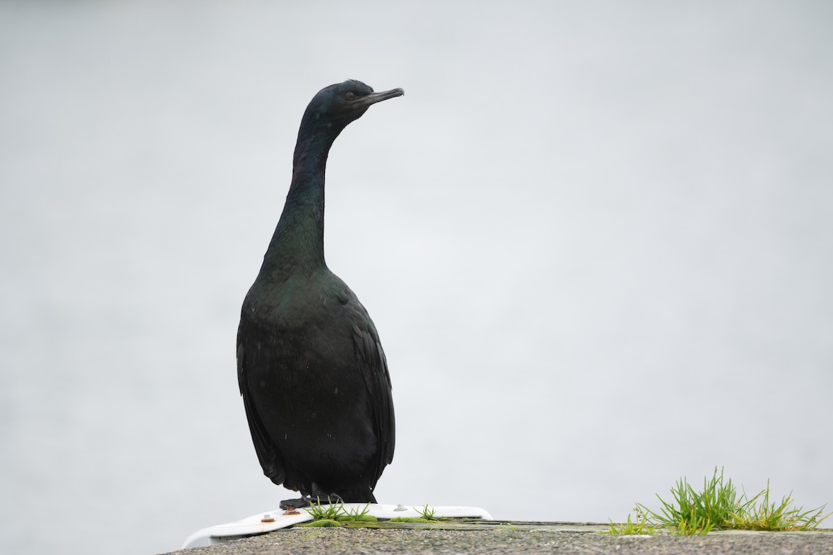 Pelagic Cormorant - ML398857051