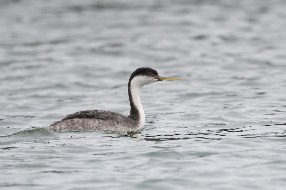 Western Grebe - ML398857061