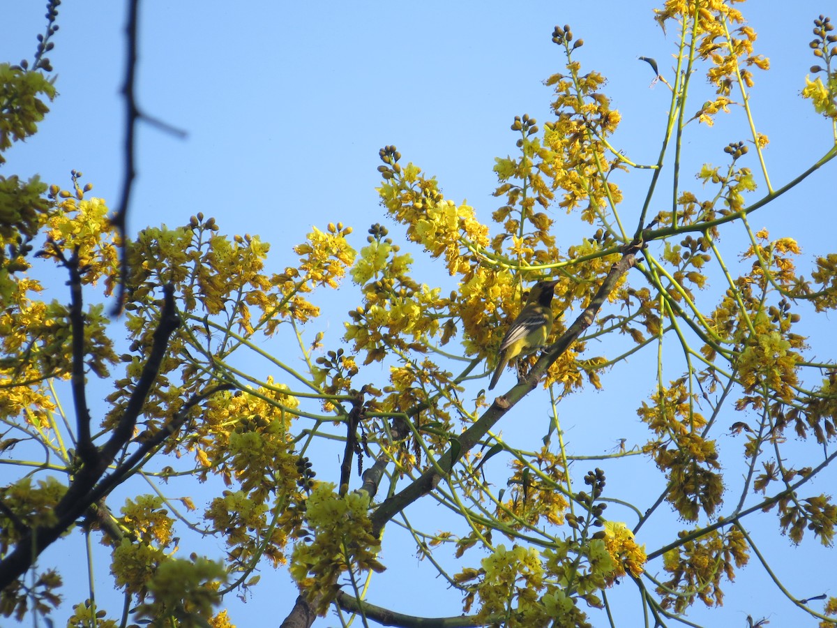 Orchard Oriole - Paz A. Irola