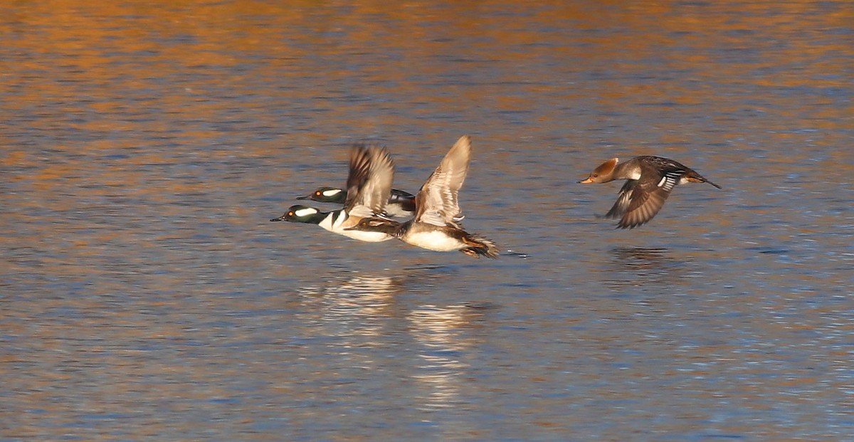 Hooded Merganser - Debbie Parker