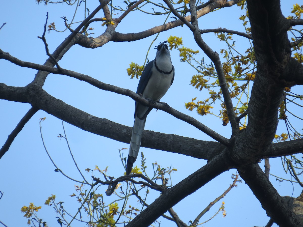 White-throated Magpie-Jay - ML398858021