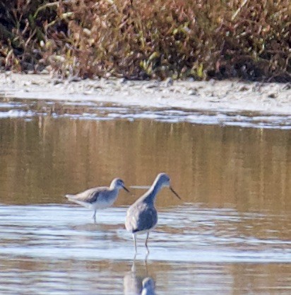 Lesser Yellowlegs - Marcia Balestri