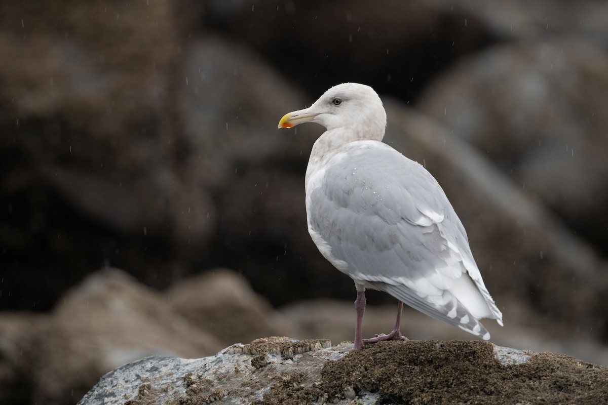 Glaucous-winged Gull - ML398858451