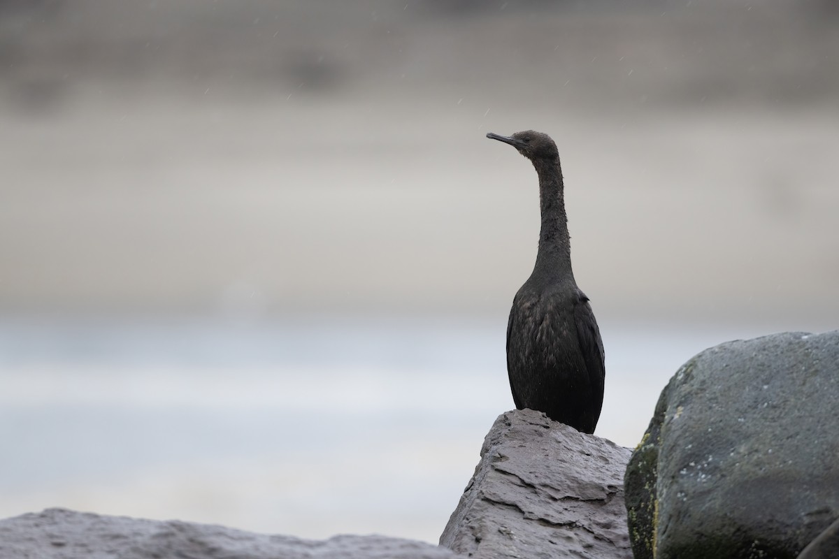 Pelagic Cormorant - ML398858561