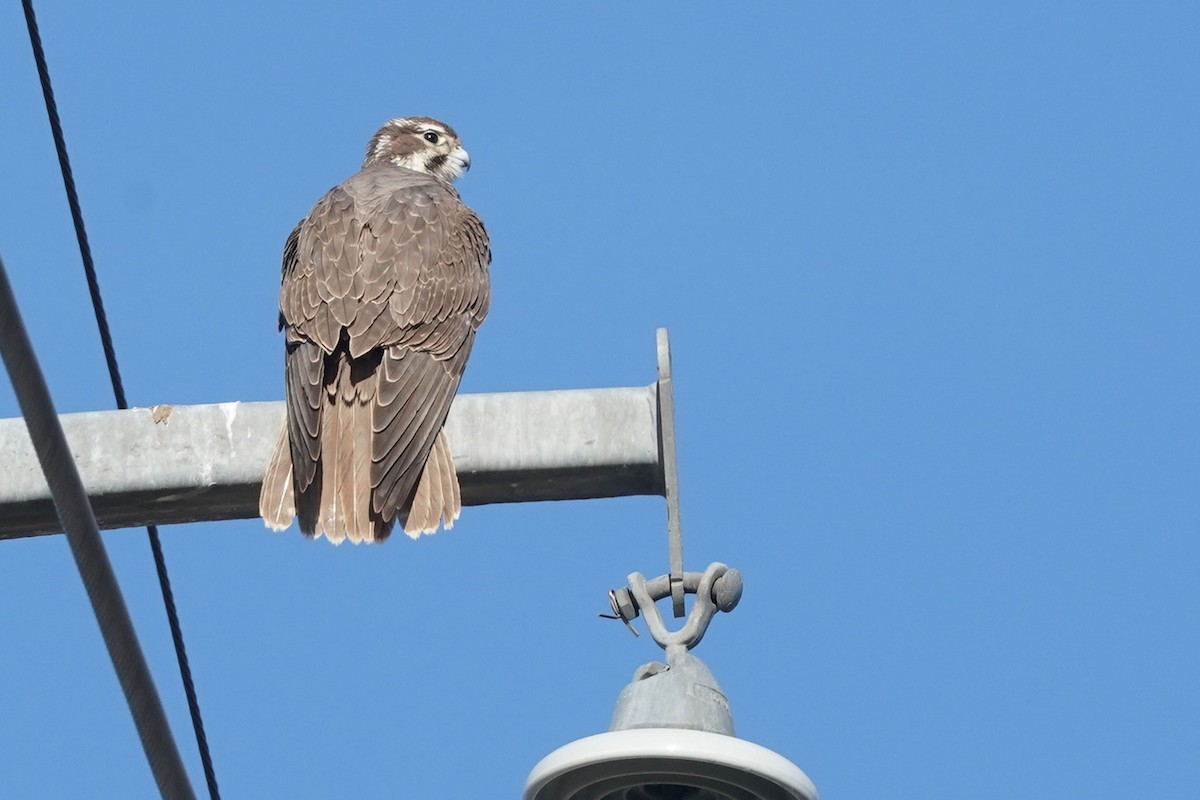 Prairie Falcon - Zeno Taylord-Hawk