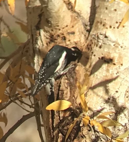 Williamson's Sapsucker - ML398859011
