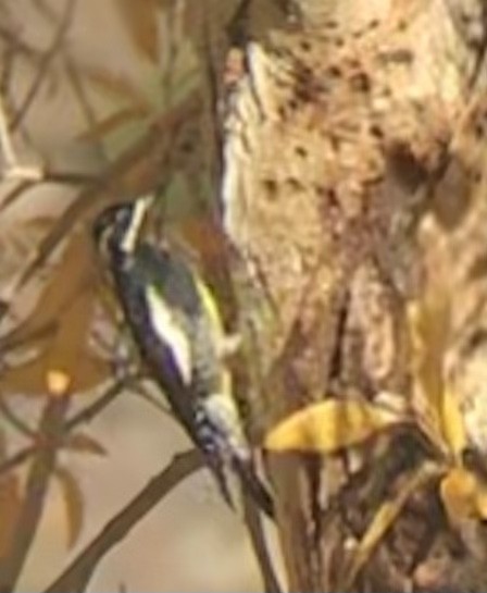 Williamson's Sapsucker - ML398859021