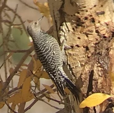 Williamson's Sapsucker - ML398859031