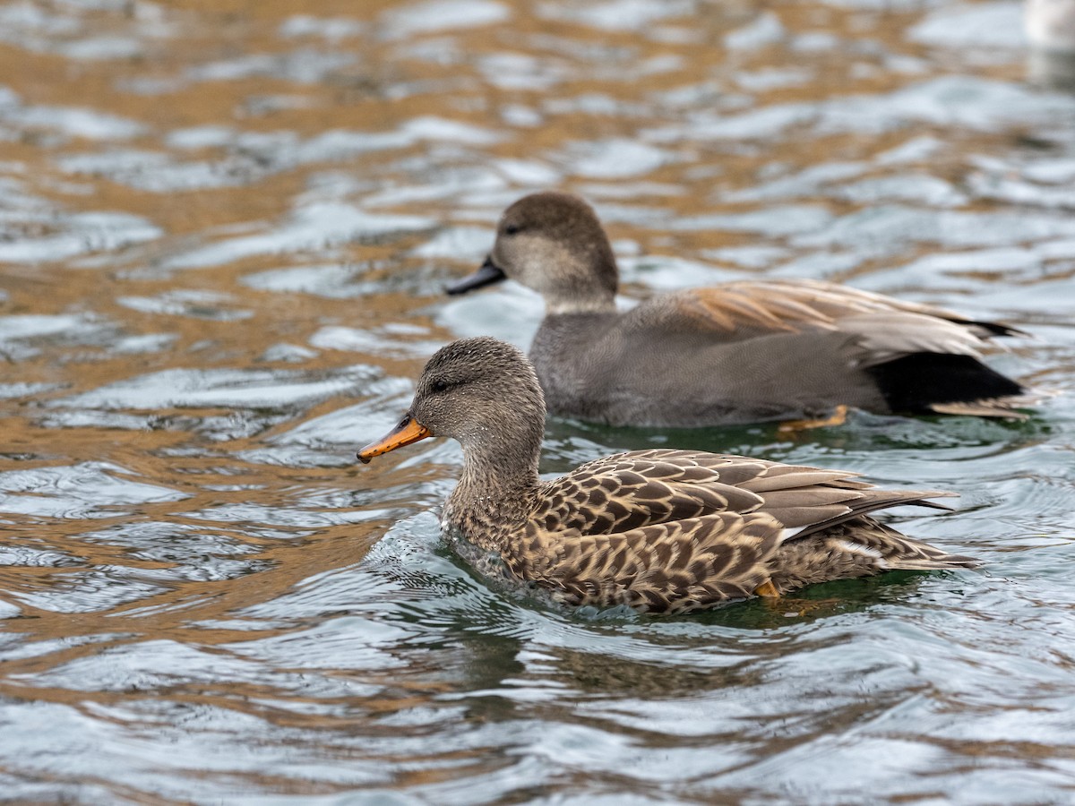 Canard chipeau - ML398859561