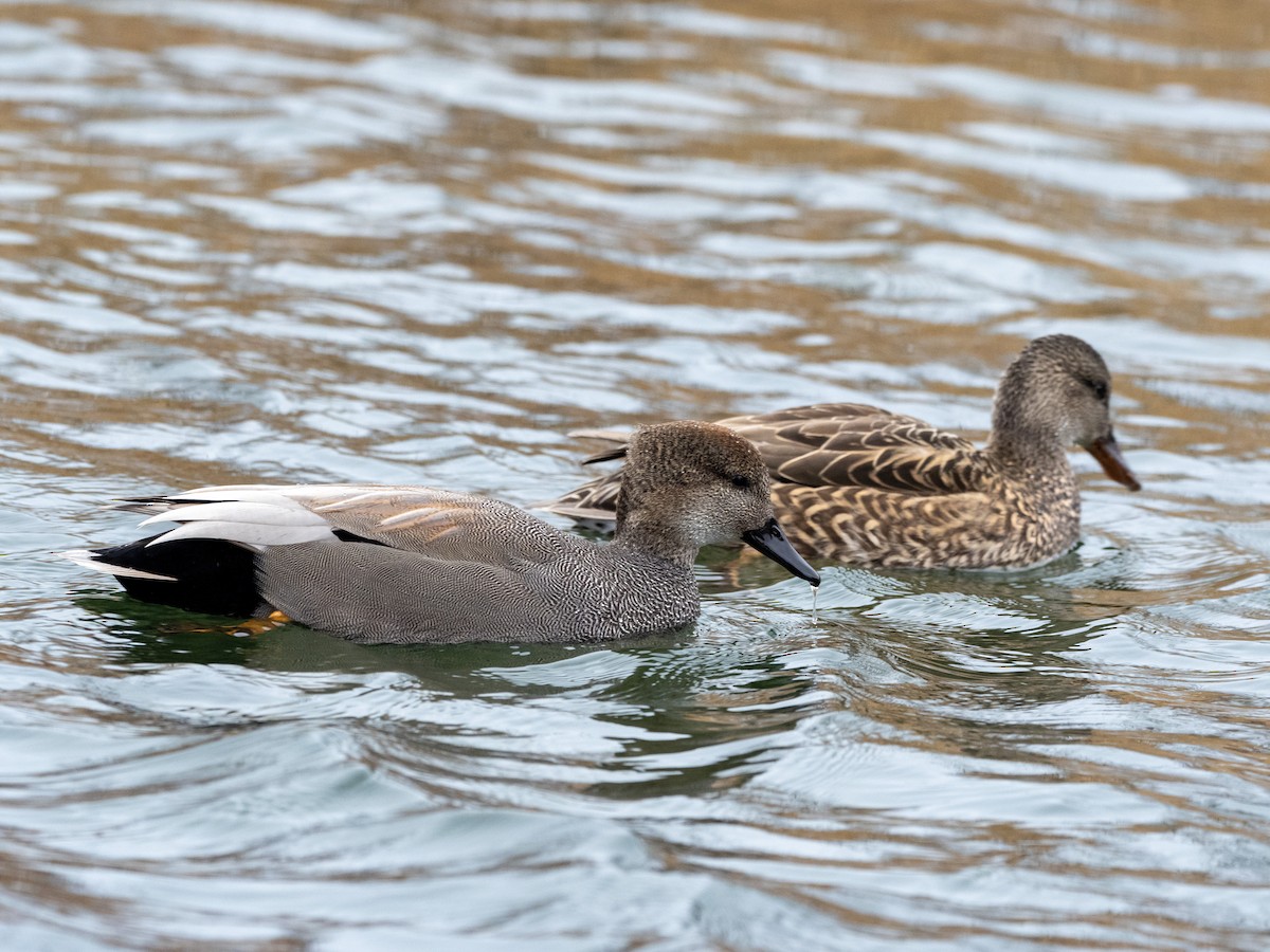 赤膀鴨 - ML398859581