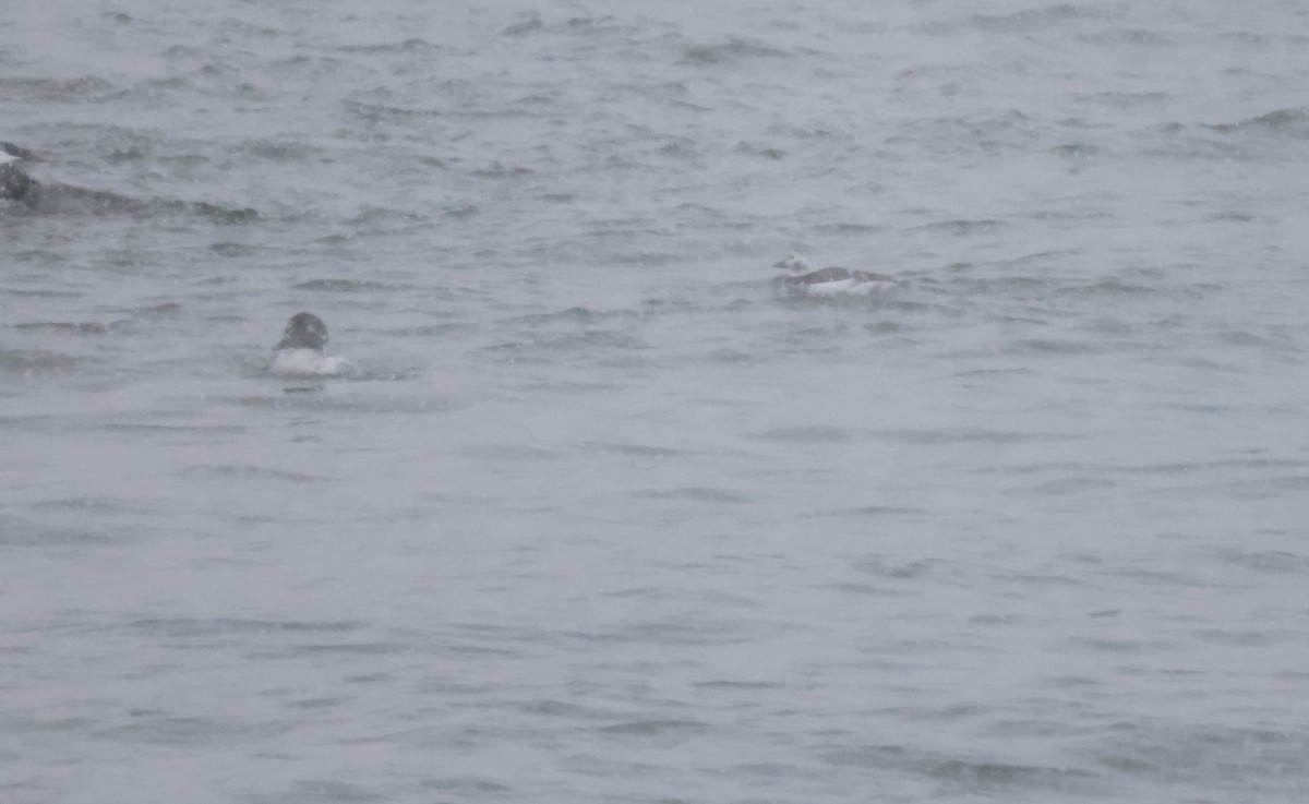 Long-tailed Duck - ML398859751