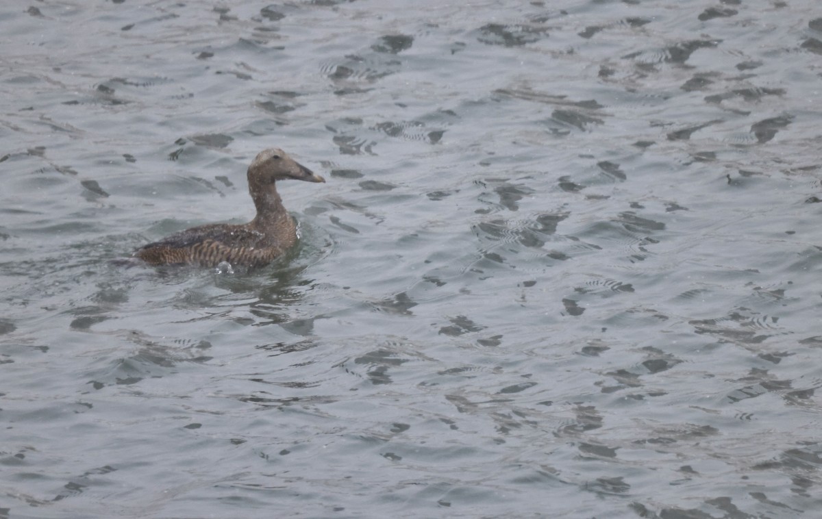 Common Eider - ML398859831