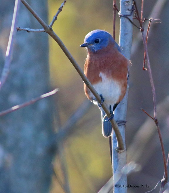 Eastern Bluebird - Debbie Parker