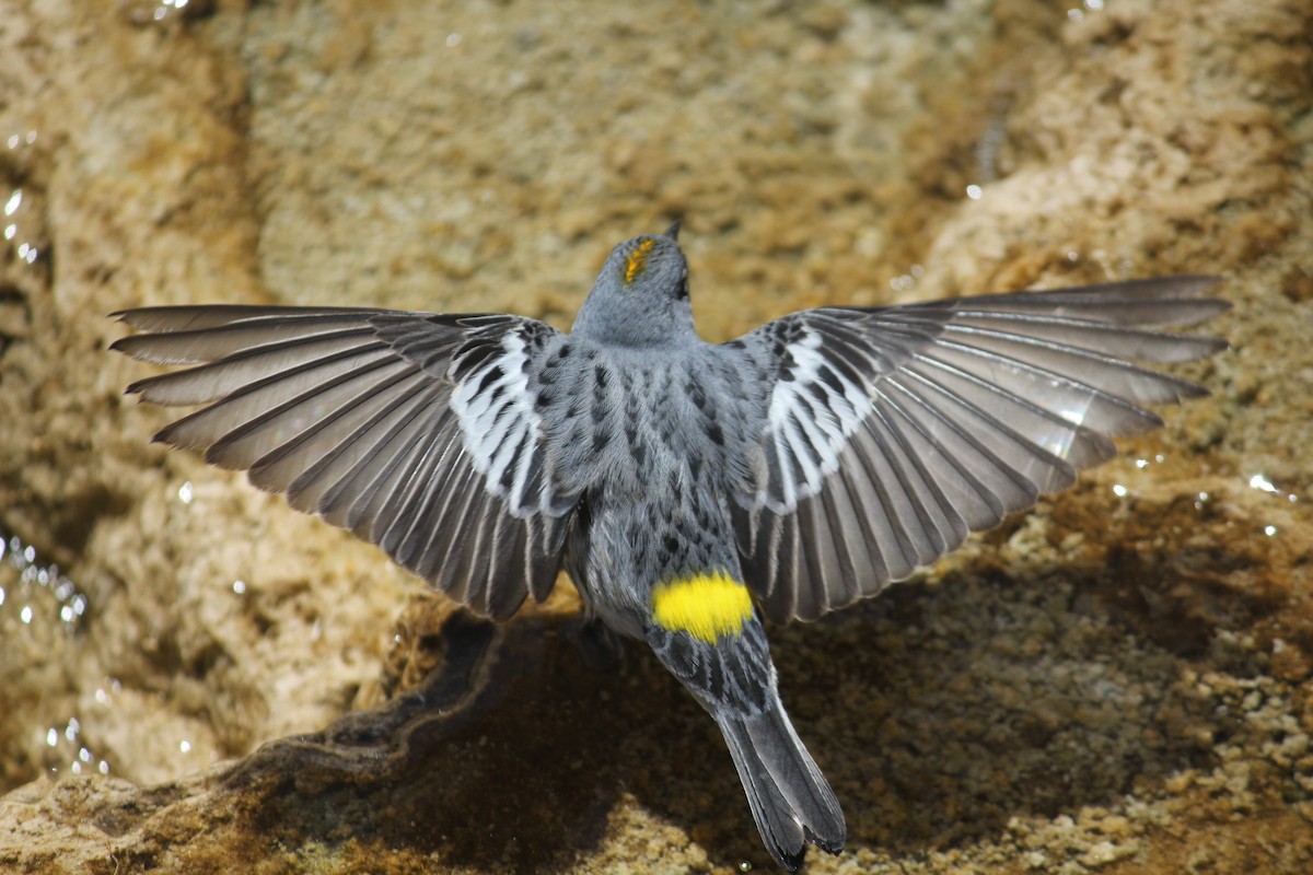 Yellow-rumped Warbler (Audubon's) - ML398861141