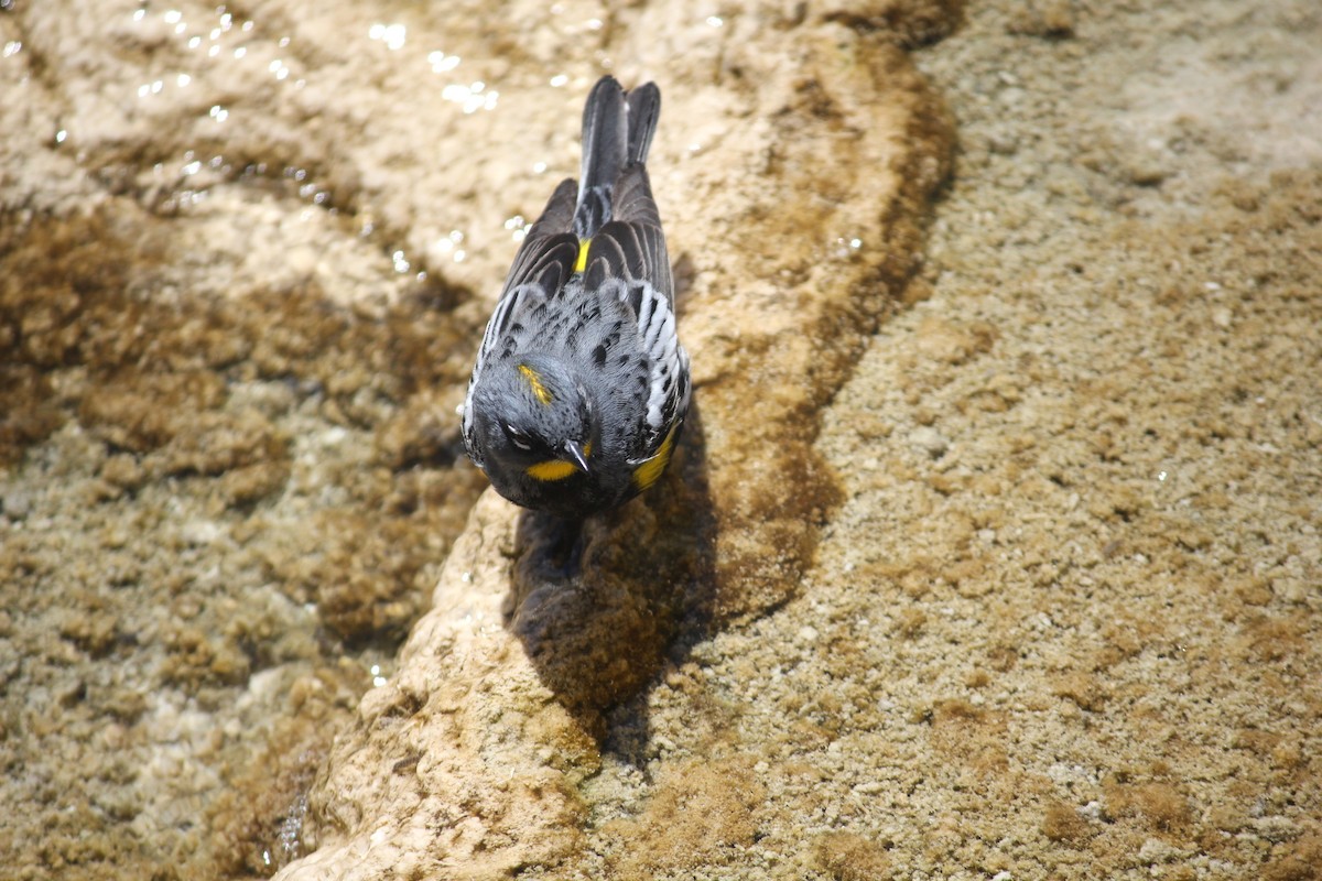 Yellow-rumped Warbler (Audubon's) - ML398861161