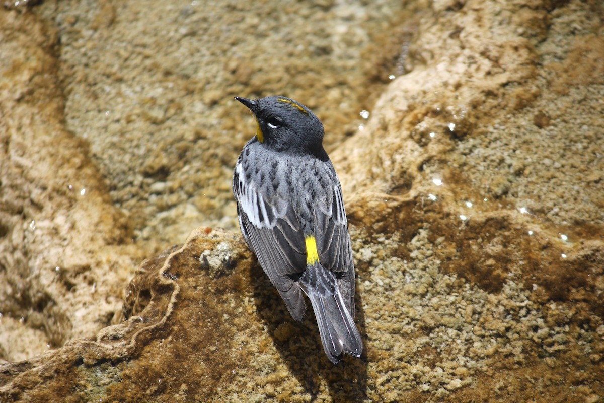 Yellow-rumped Warbler (Audubon's) - ML398861181