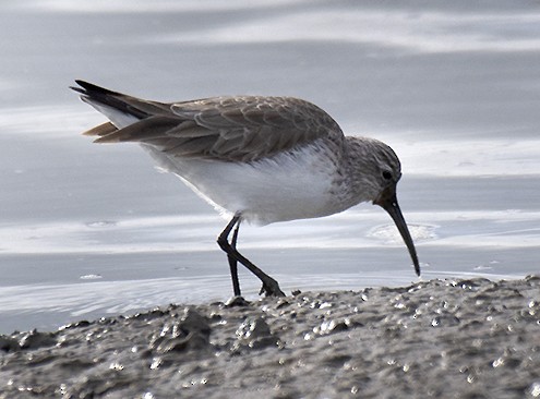 Curlew Sandpiper - ML398861791