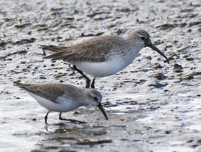 Curlew Sandpiper - ML398861801