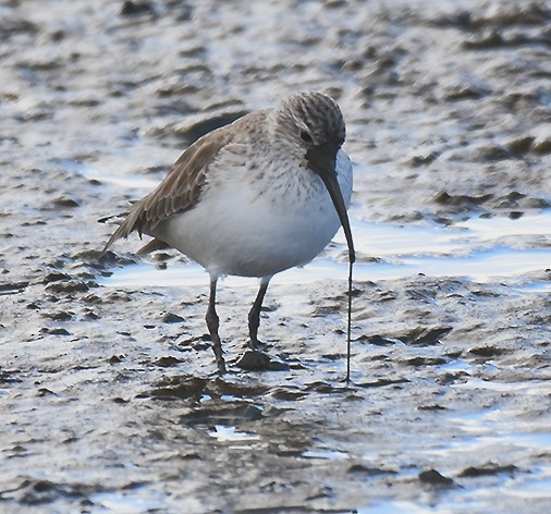 Curlew Sandpiper - ML398861811