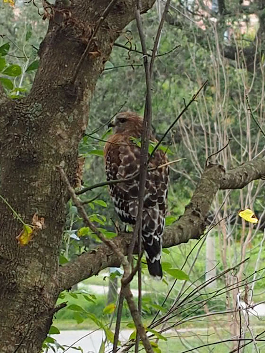 Red-shouldered Hawk - ML398864051