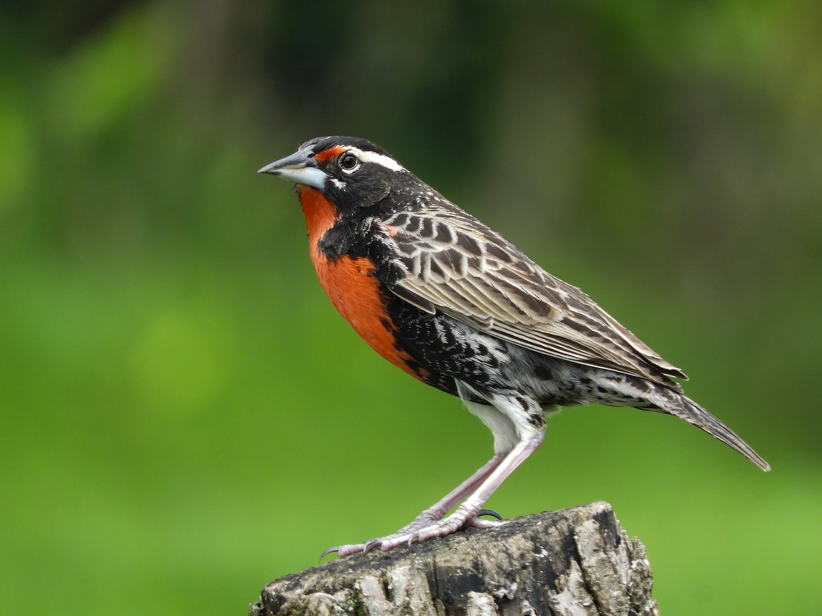 Peruvian Meadowlark - ML398864691