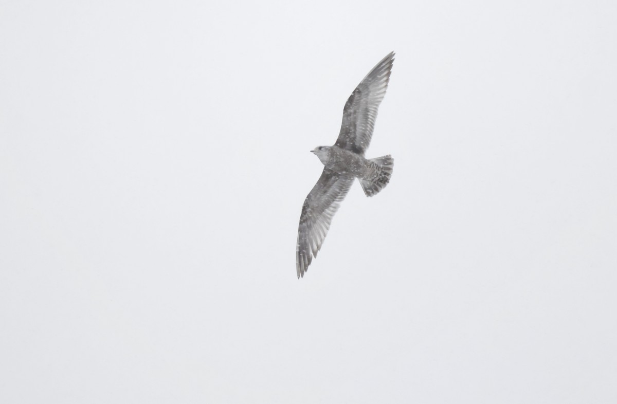 Short-billed Gull - Scott Ray