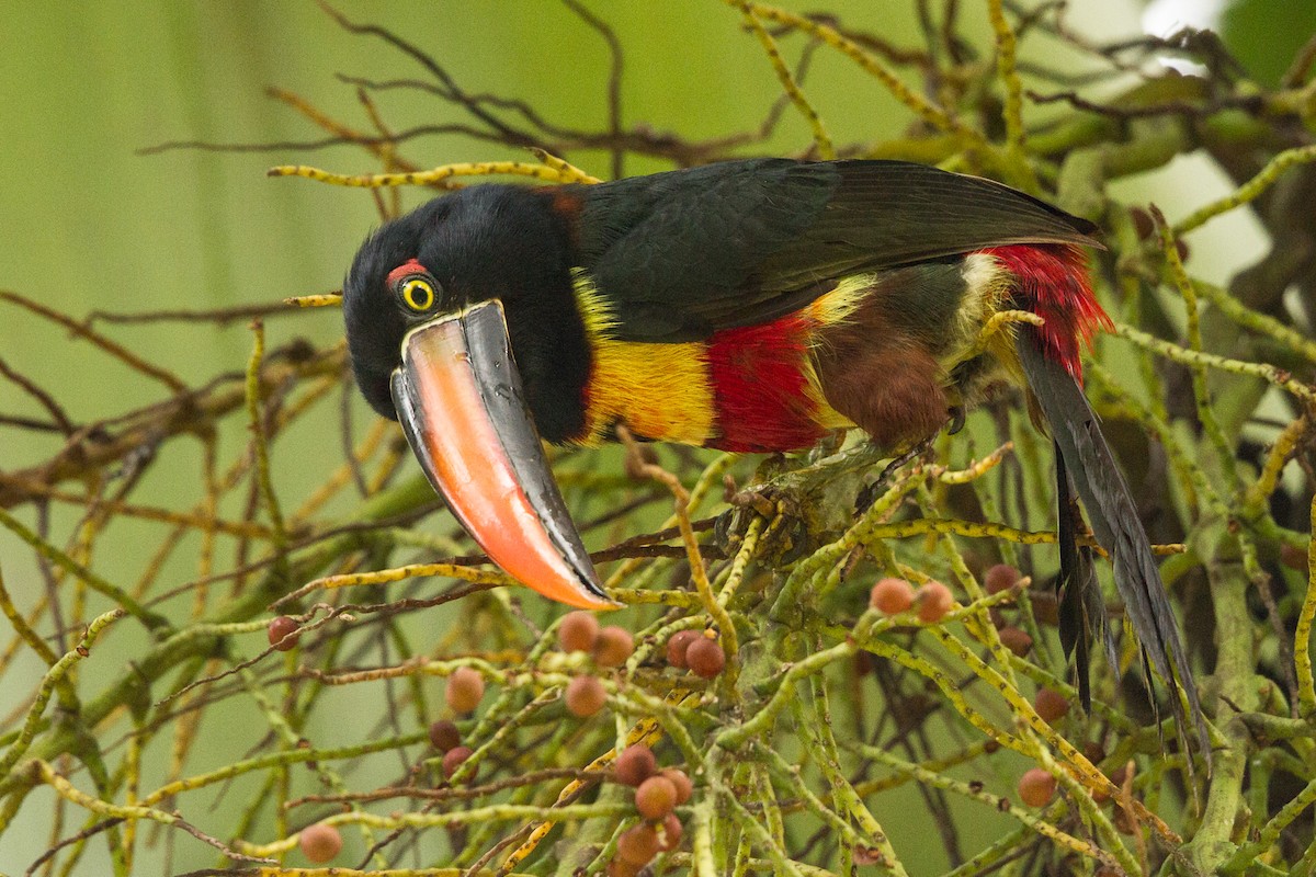 Fiery-billed Aracari - Ilya Povalyaev