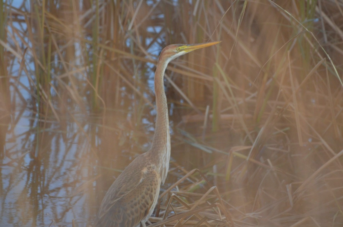 Purple Heron - ML398866061