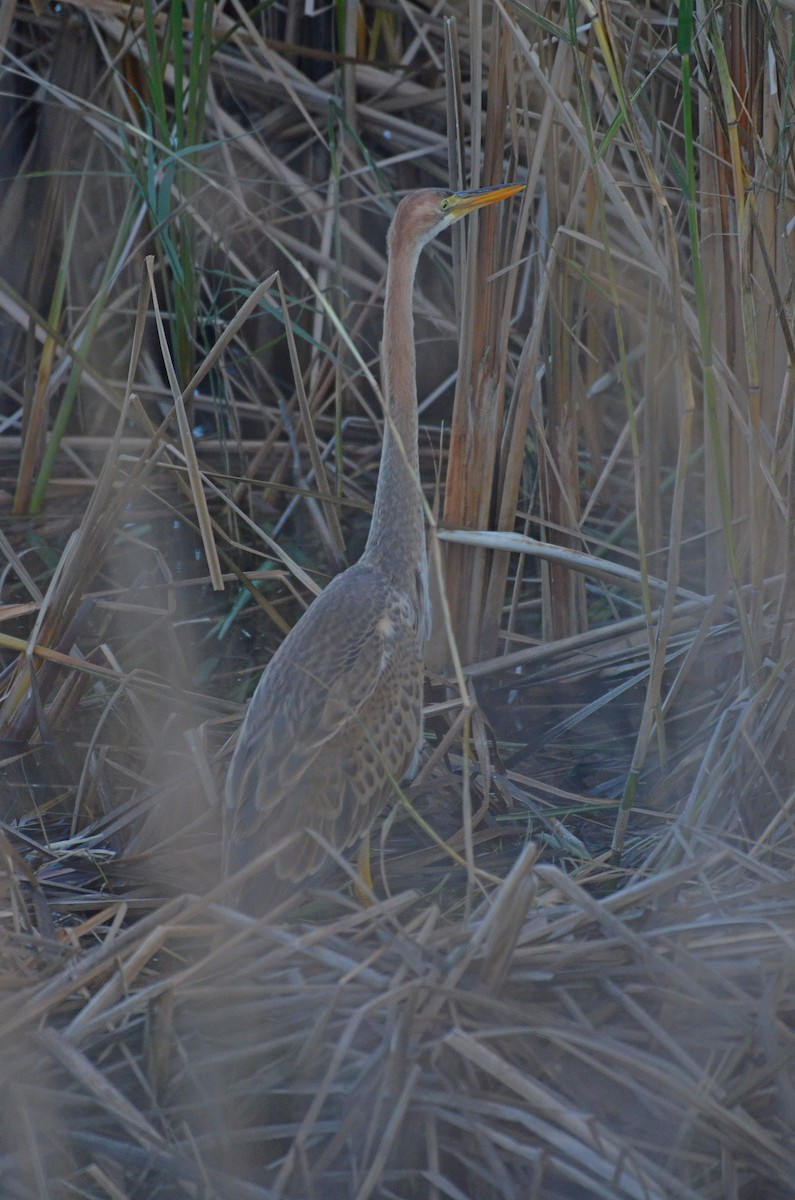 Purple Heron - ML398866091