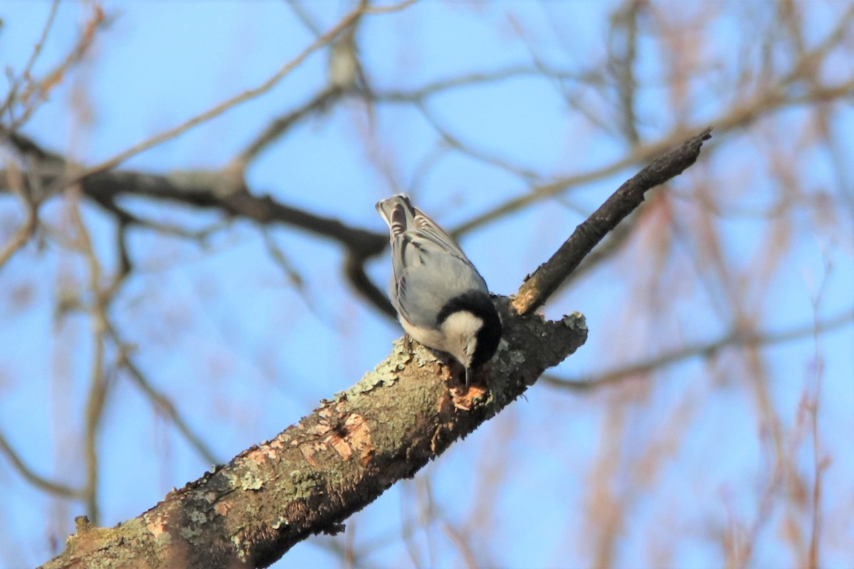 White-breasted Nuthatch - ML398866891