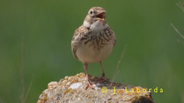 Eurasian Skylark - ML398866961