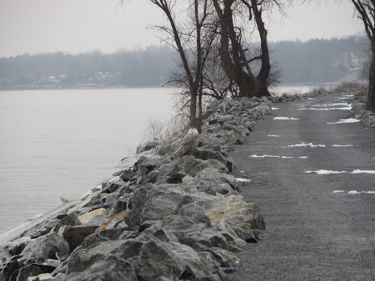 Snowy Owl - ML398867681