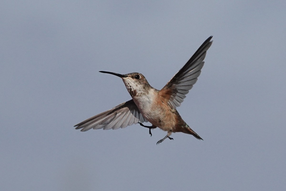 Rufous Hummingbird - Andy & Ellen Filtness