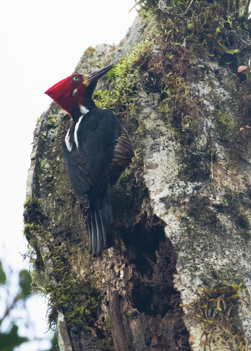 Crimson-crested Woodpecker - David Monroy Rengifo