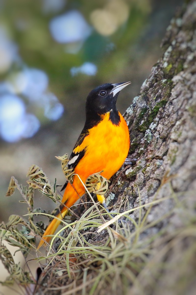 Baltimore Oriole - ML398870111