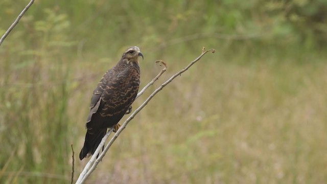 Snail Kite - ML398871141