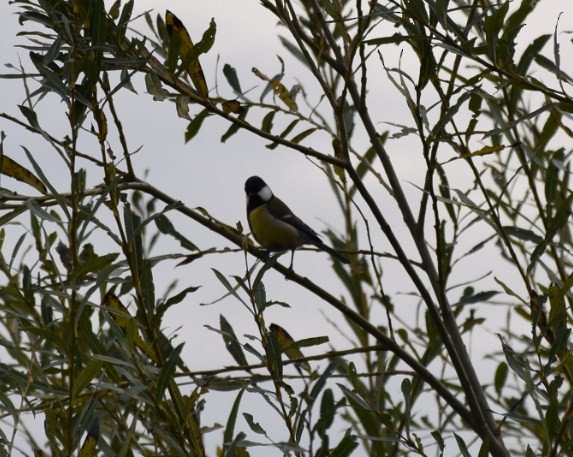 Great Tit - ML39887151