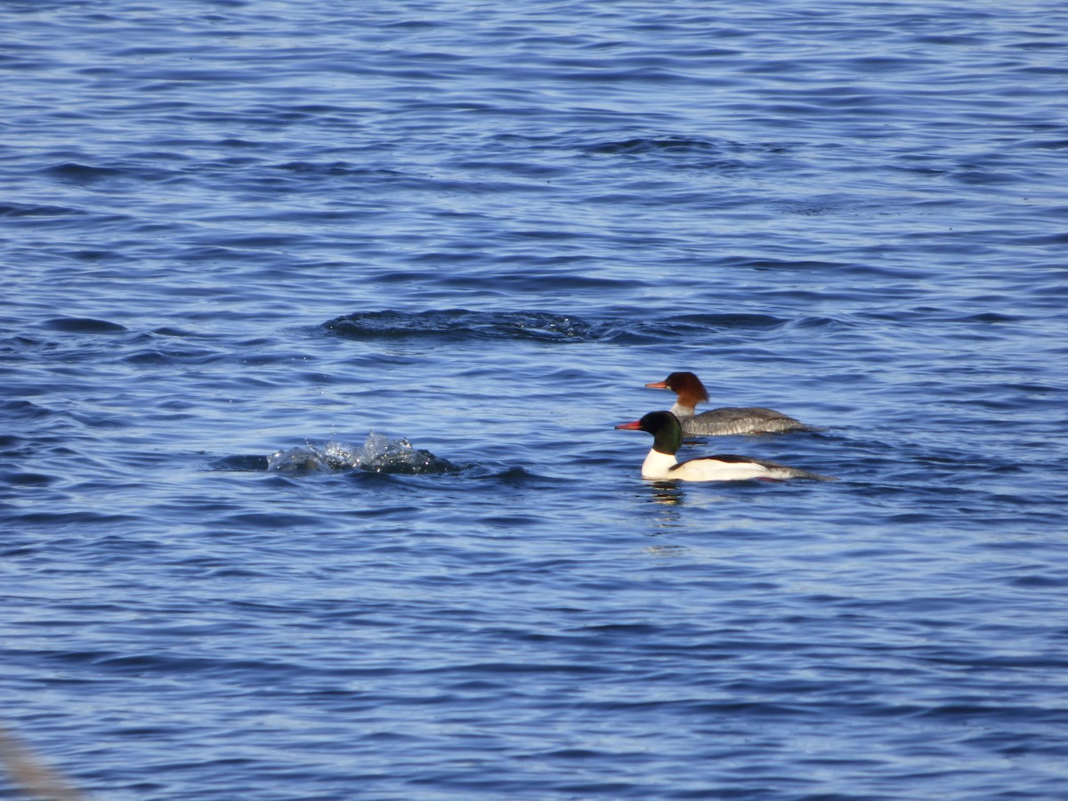 Common Merganser - ML398871731