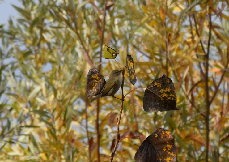 Common Chiffchaff - ML39887191