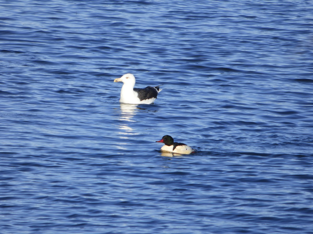 Great Black-backed Gull - ML398872291