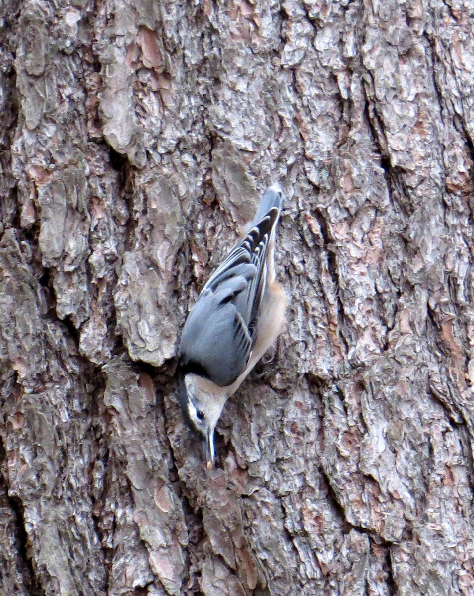 White-breasted Nuthatch - ML39887381