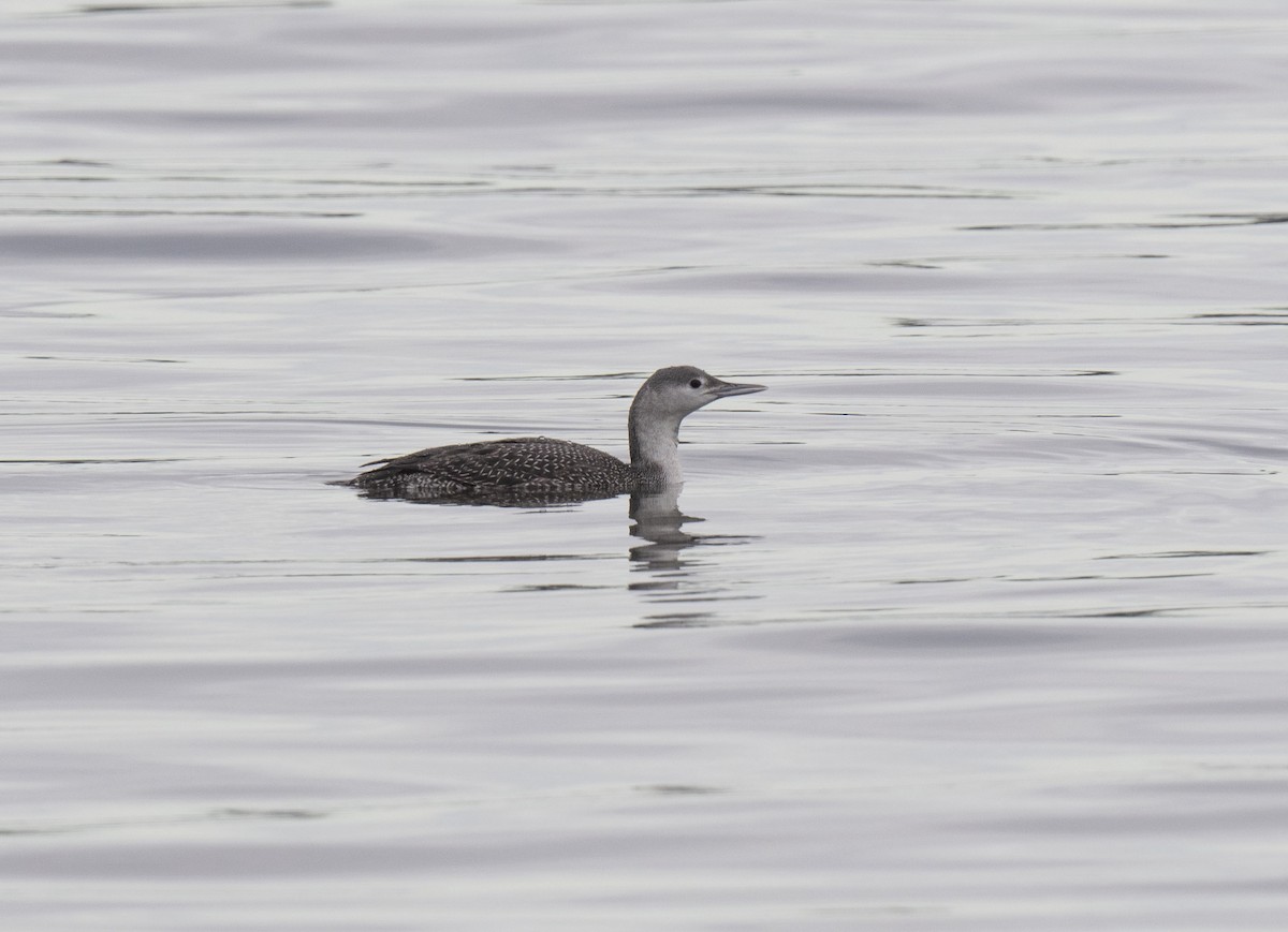 Red-throated Loon - ML398874871