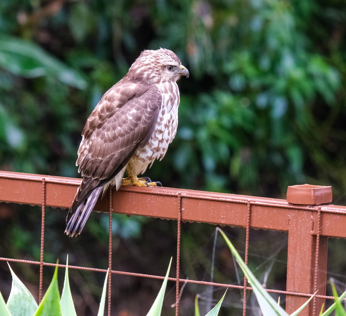 Broad-winged Hawk - ML398874981