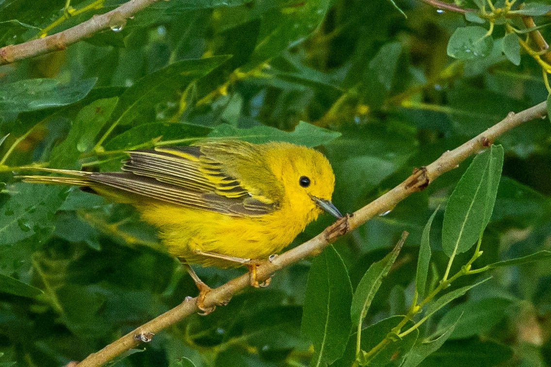 Yellow Warbler - Fred Hochstaedter