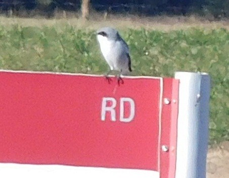 Loggerhead Shrike - ML39887721
