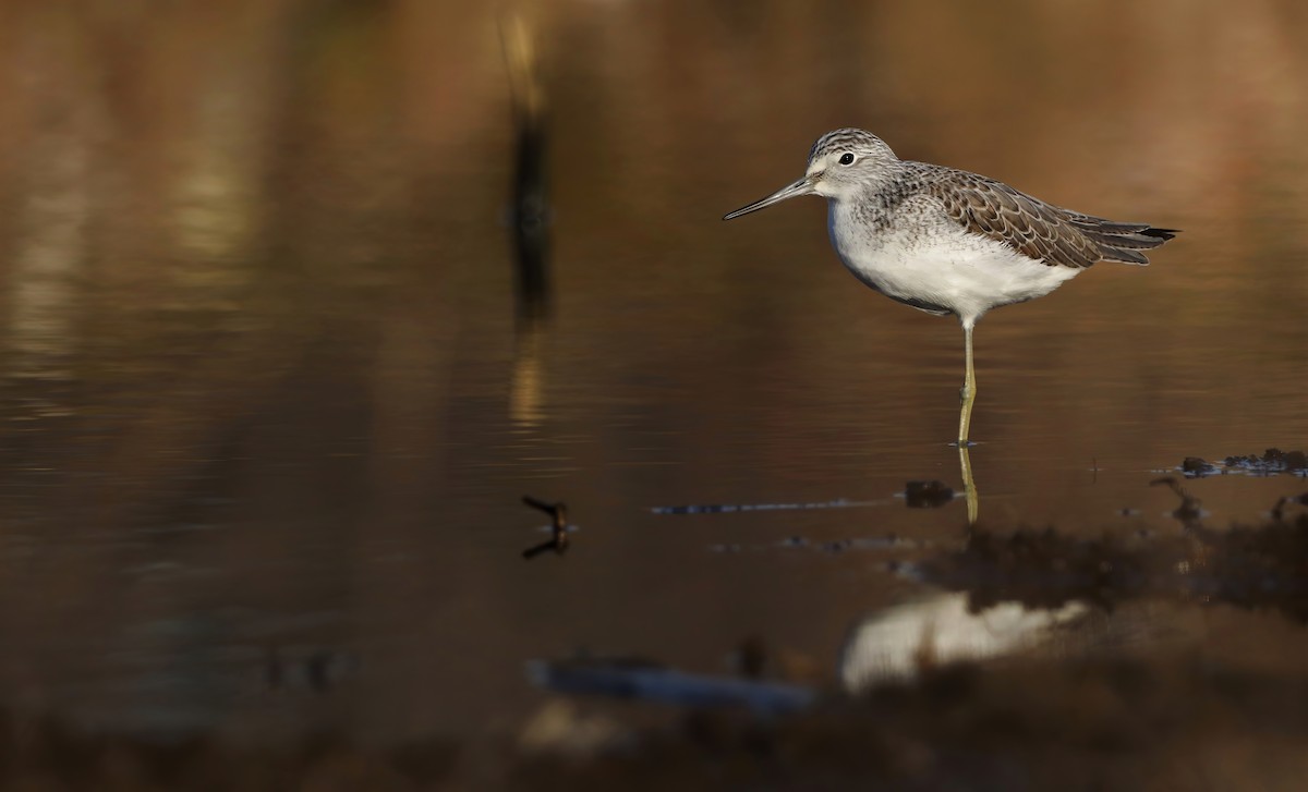 Common Greenshank - David Santamaría Urbano